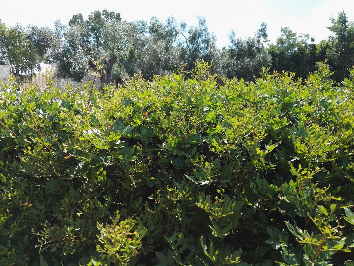Casale Farnesiana B&B Tarquinia Bagian luar foto