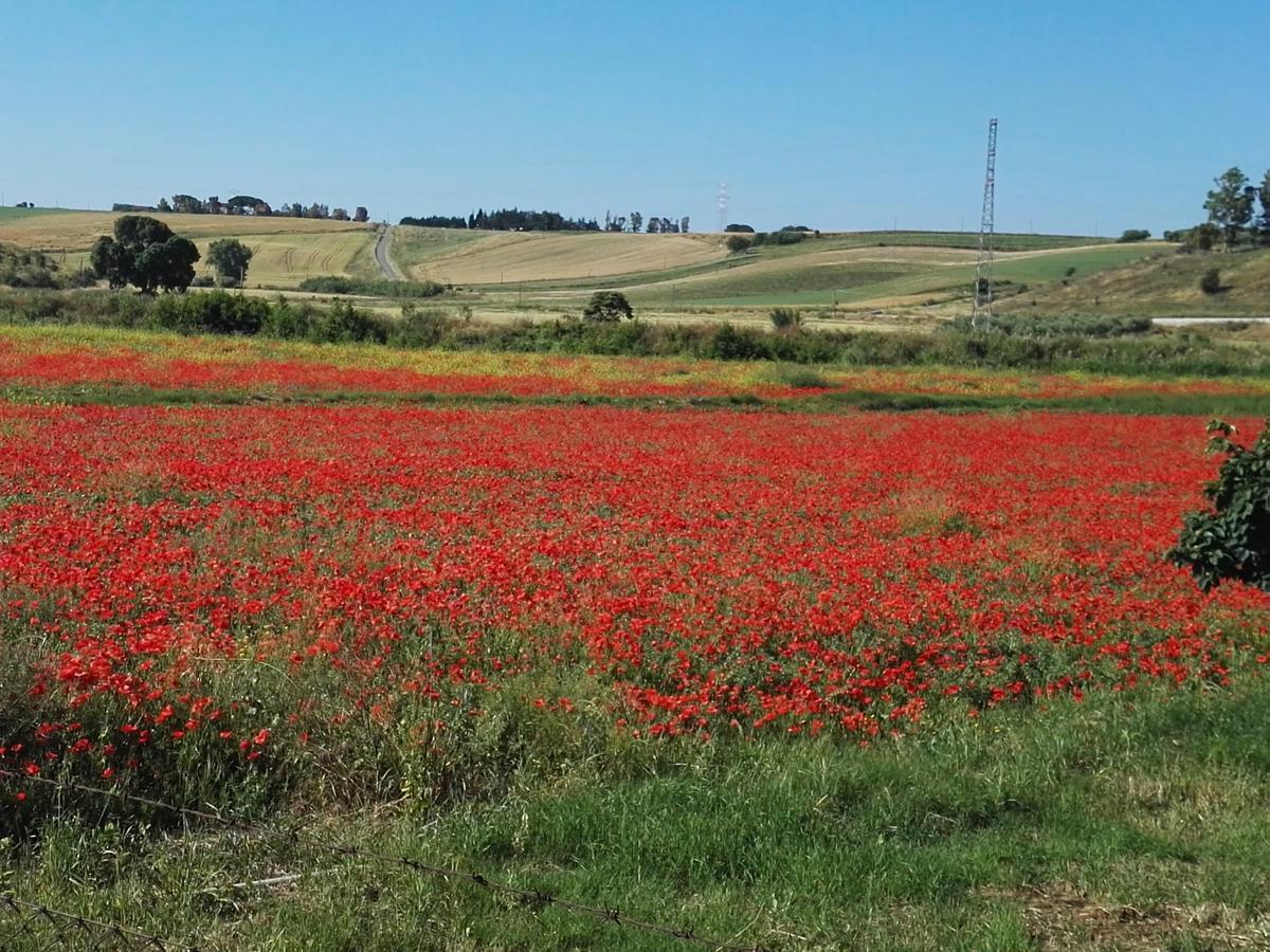 Casale Farnesiana B&B Tarquinia Bagian luar foto